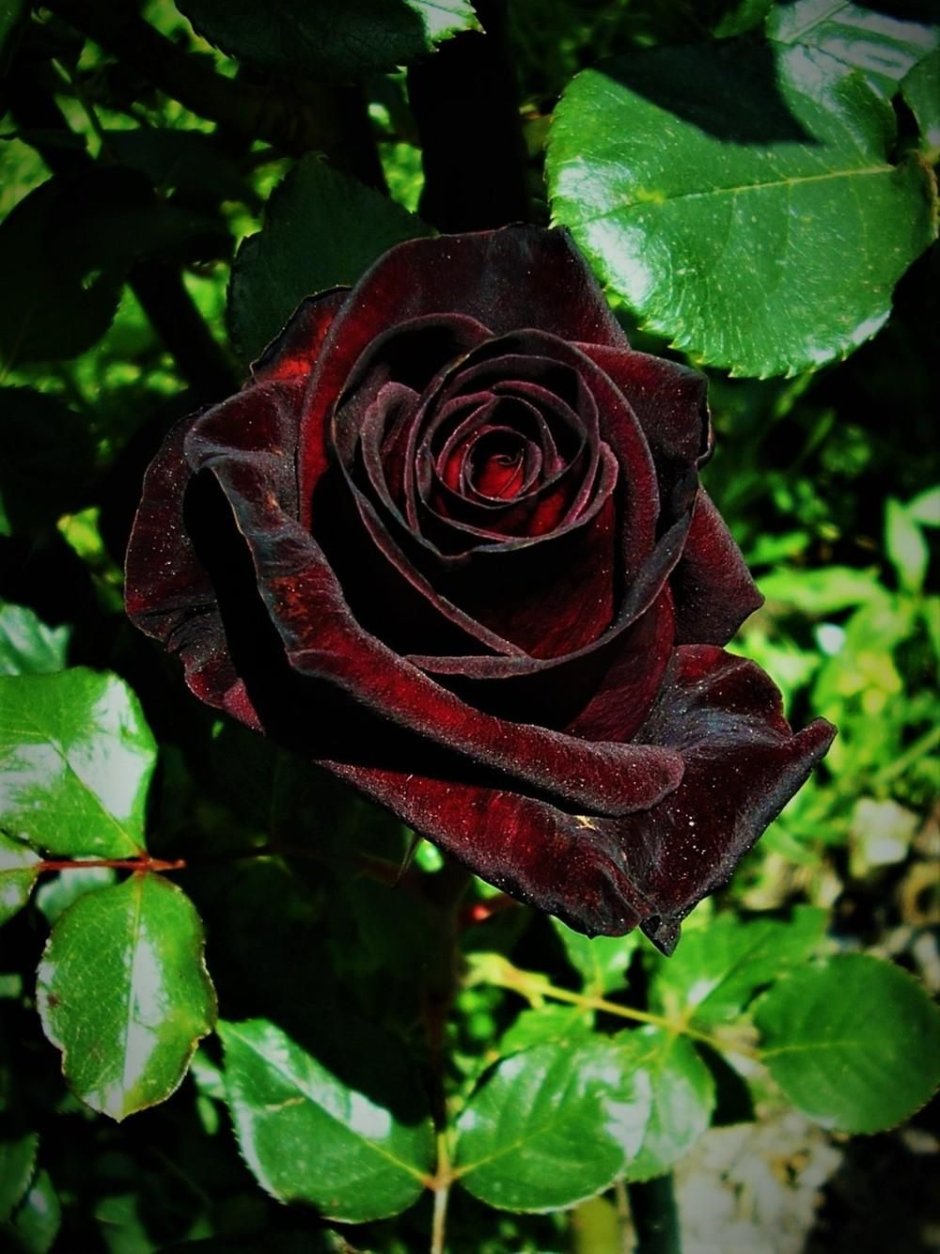 Black Baccara Блэк баккара роза