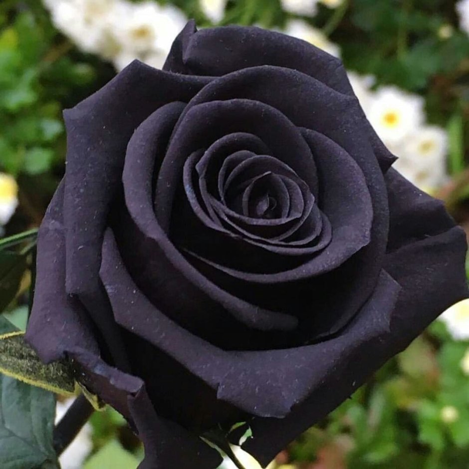 Роза плетистая черный принц