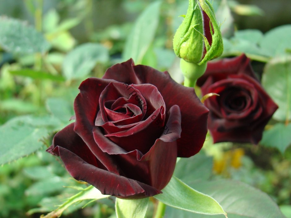 Чёрные розы "Готика"