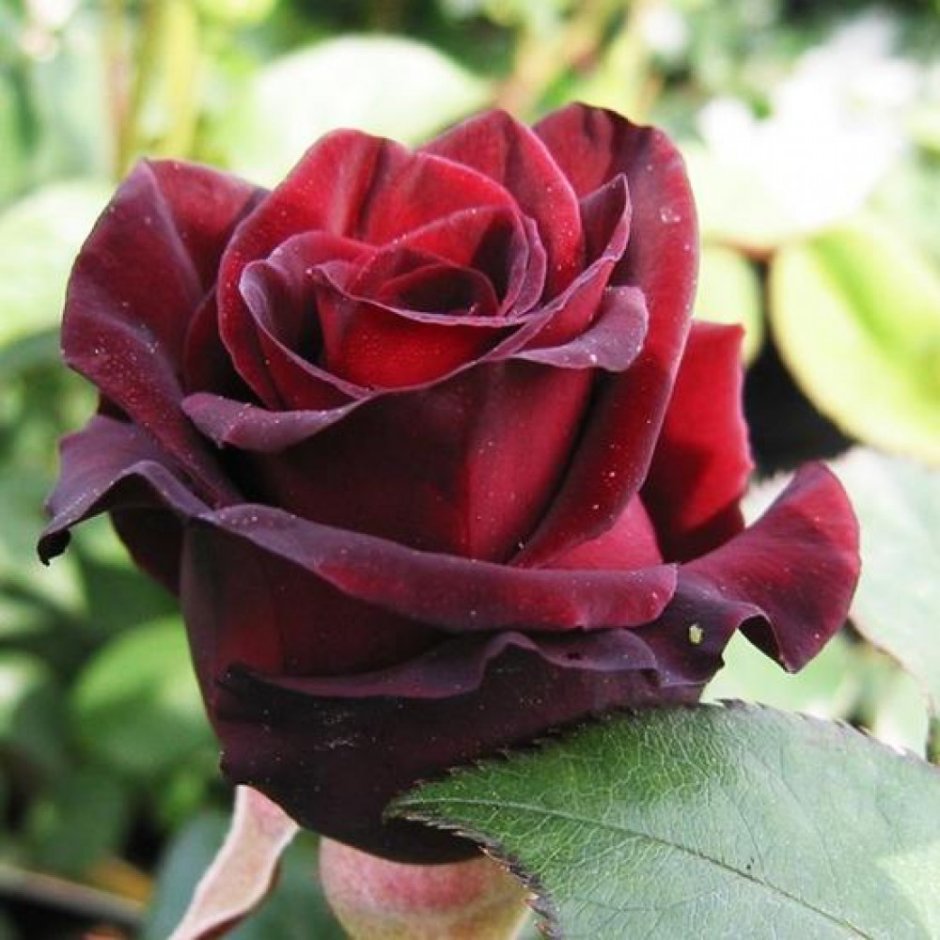 Роза чайно-гибридная черный принц