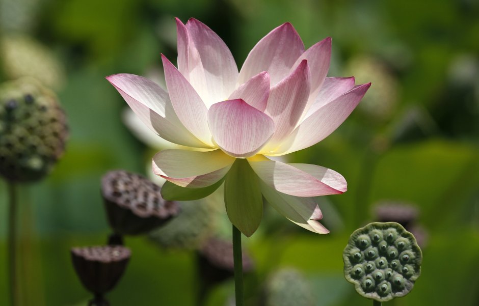 Цветок лотоса сухой