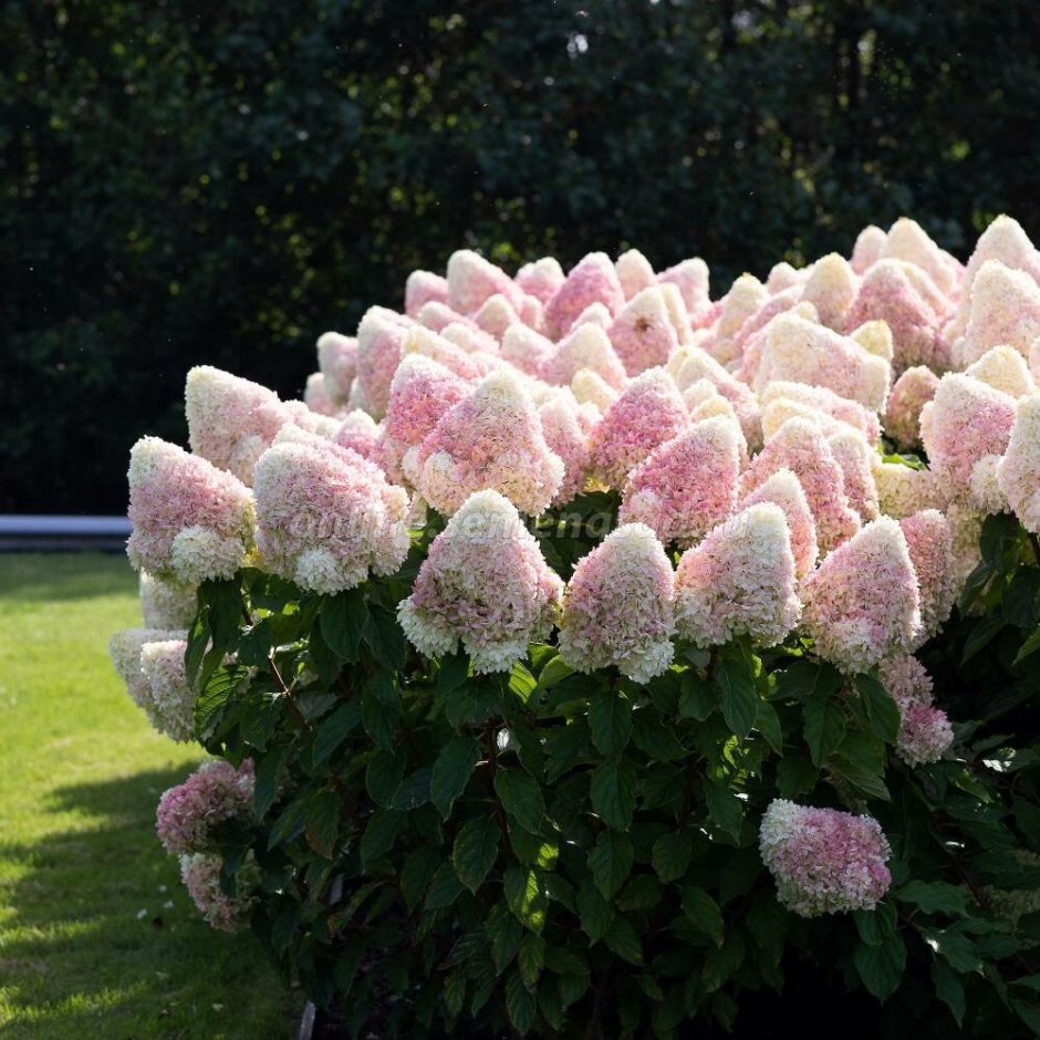 Гортензия крупнолистная Bodensee