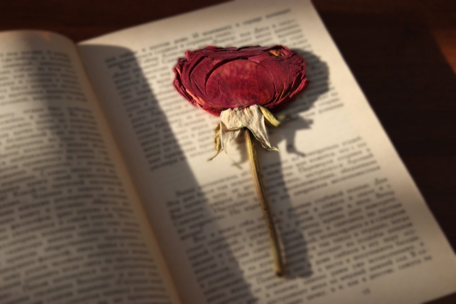 Засушенный цветок в книге