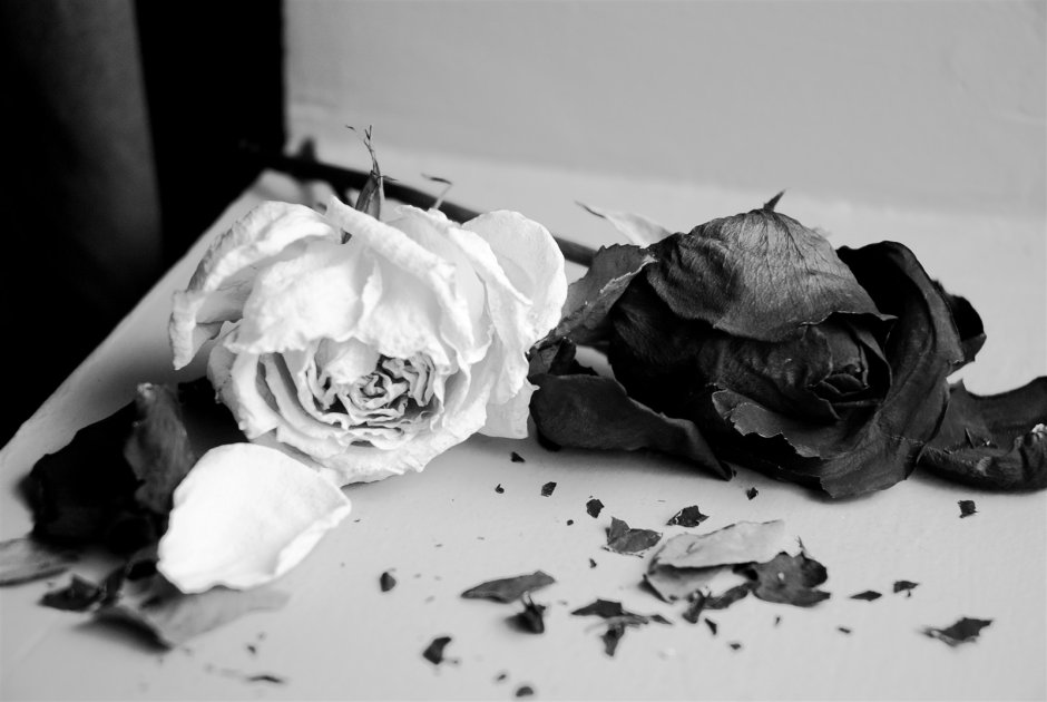 Умирающие розы