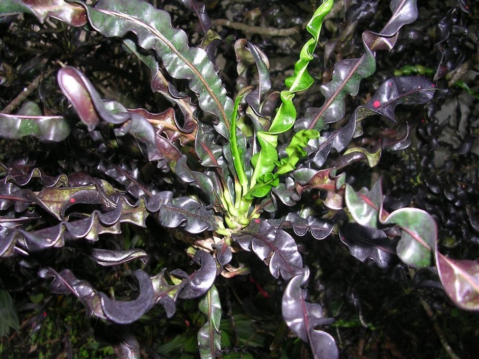 Codiaeum Black Beauty