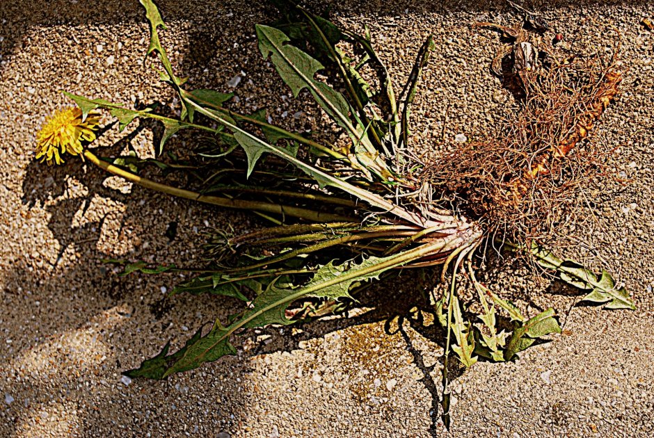 Dandelion root - корень одуванчика