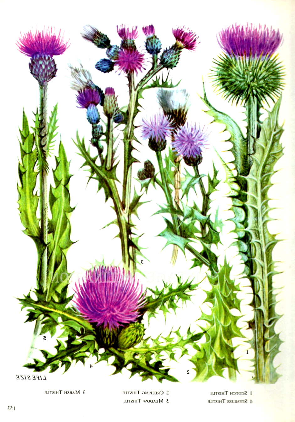 Чертополох Ботаническая иллюстрация