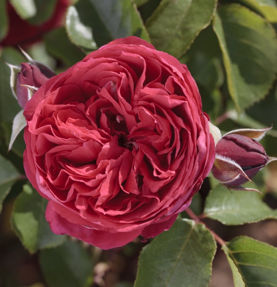 Роза Парковая Рубан Руж (ruban rouge)