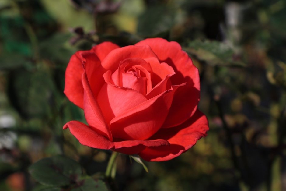 Роза томам Беккет рядом с розой
