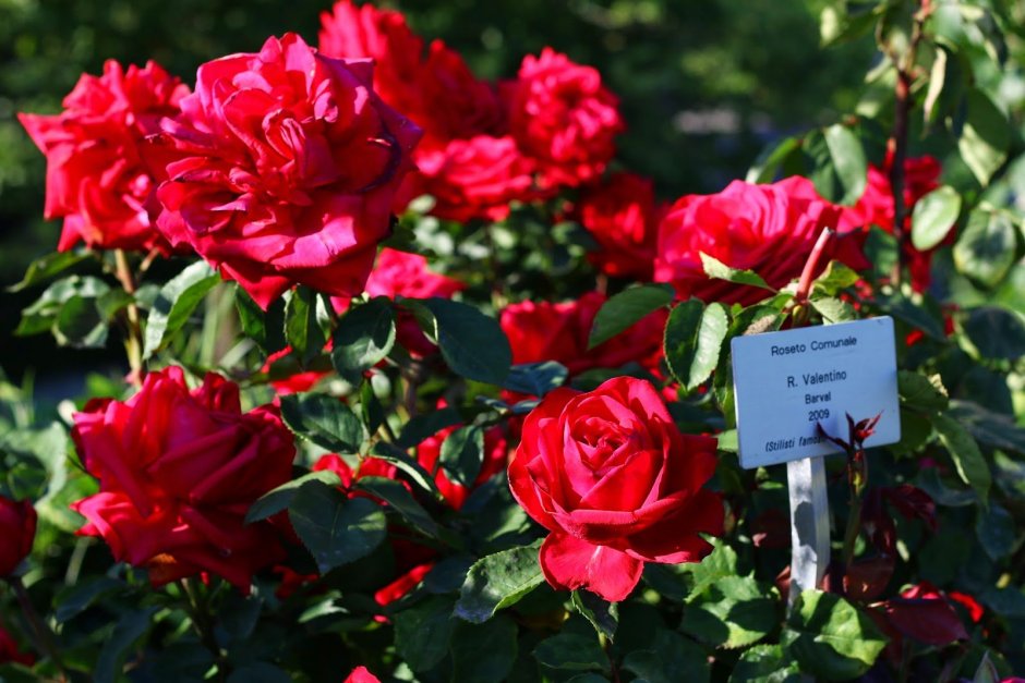 Парковая роза Элли Семун
