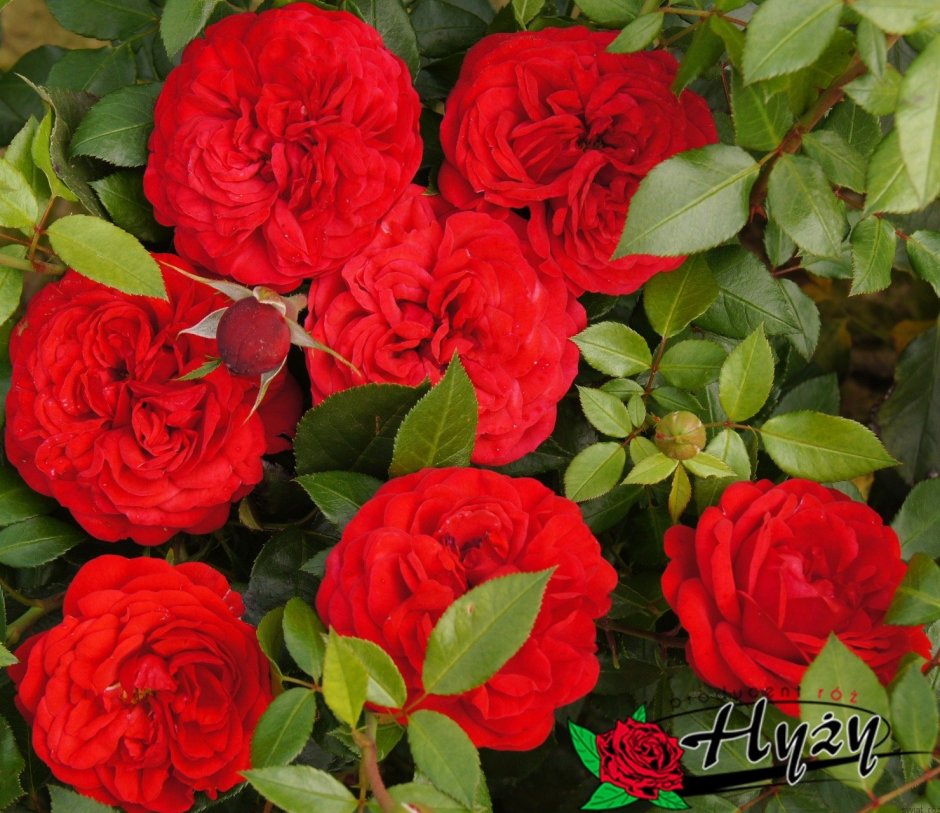 Роза autumn rouge