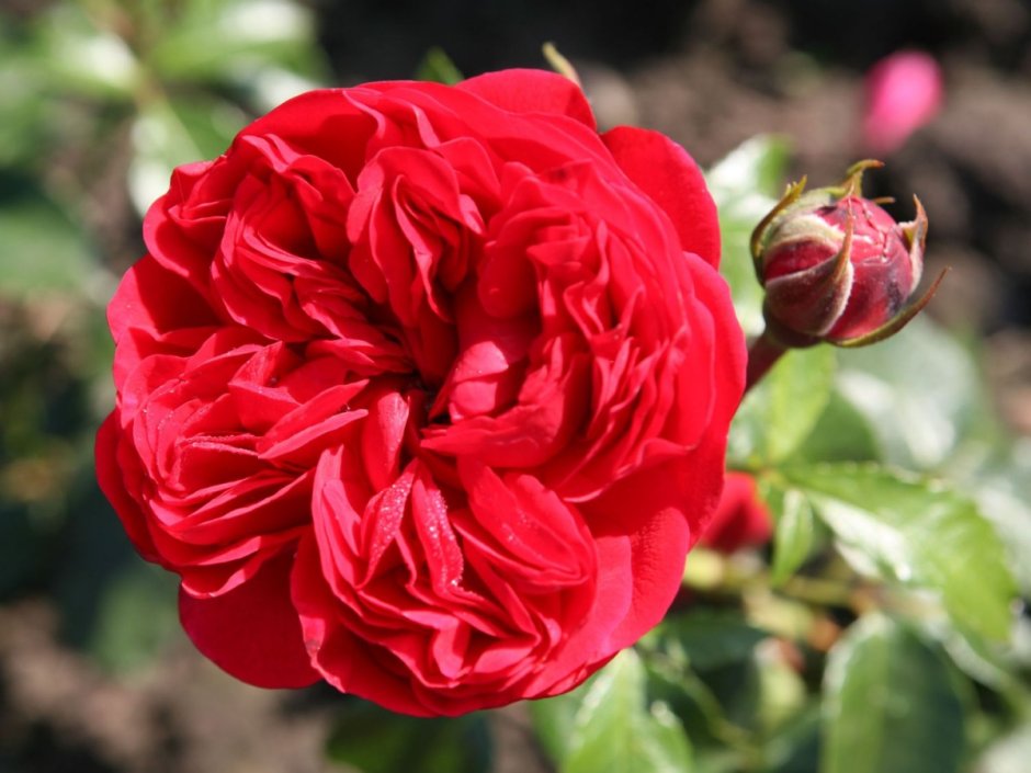 Rouge MEILOVE роза