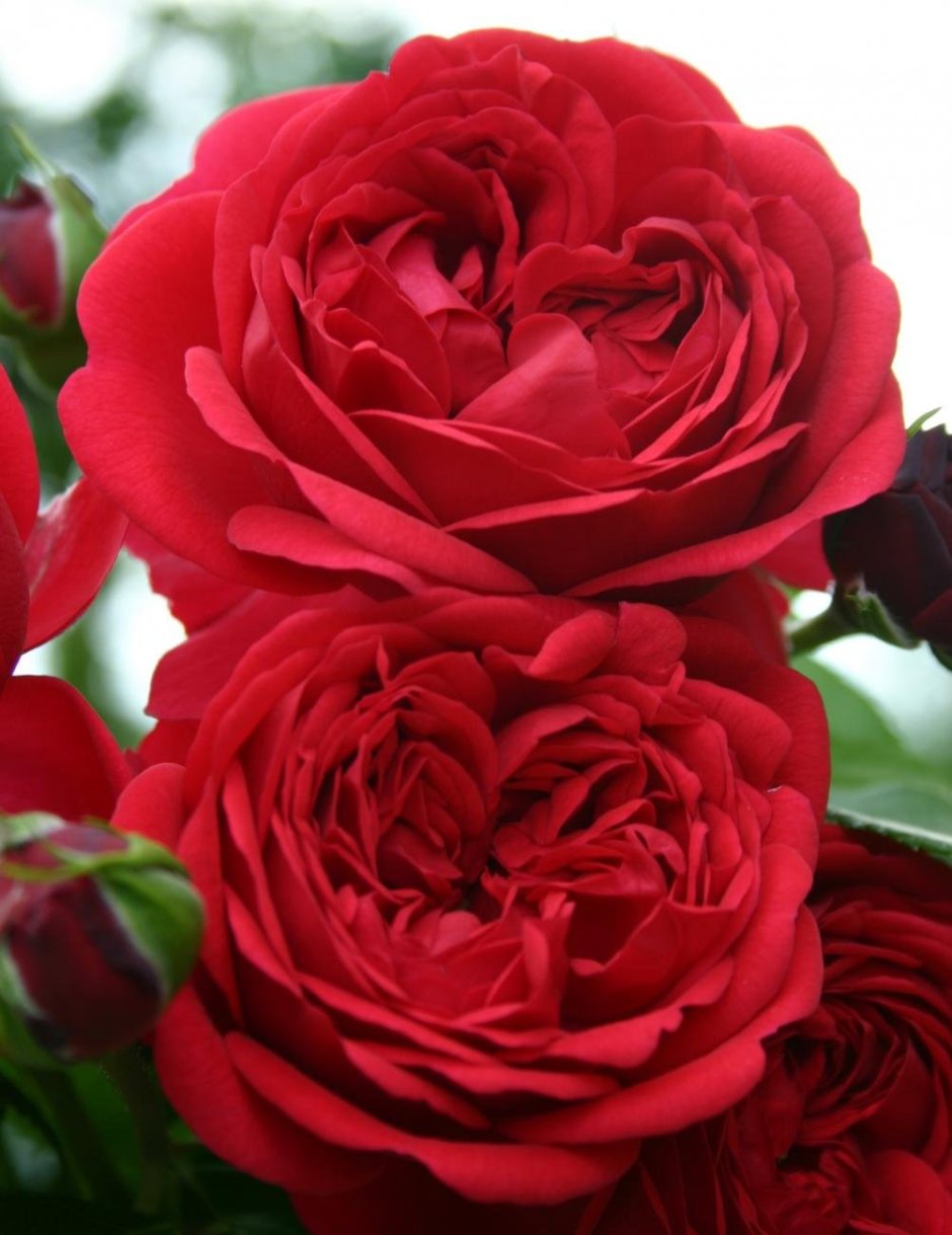 Почвопокровная роза rouge Meillandecor