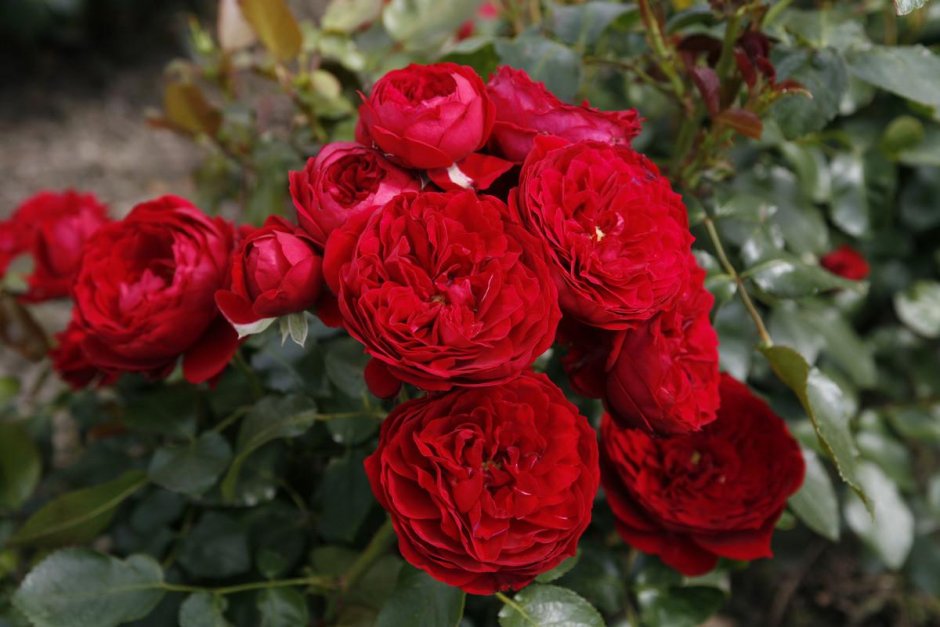 Роза rouge Meilland 84 Руж Мейян 84