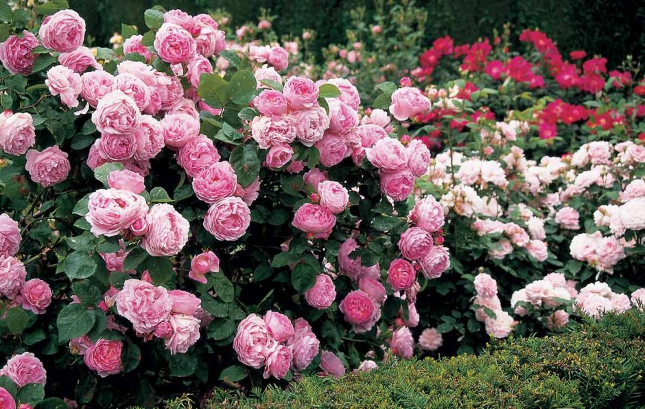 Роза полиантовая Стромболи