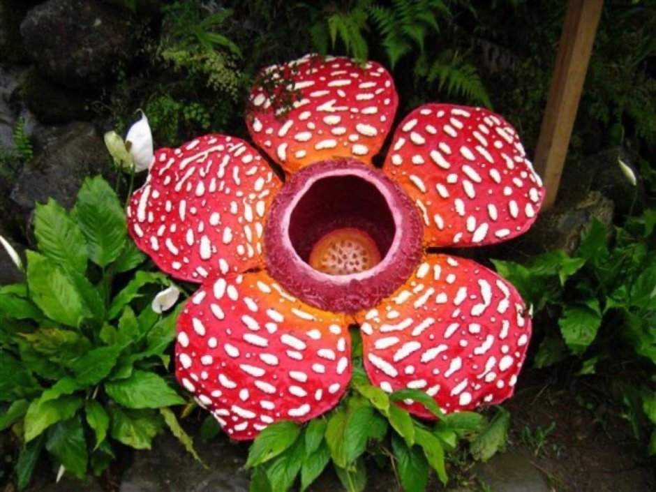 Раффлезия Арнольди цветок