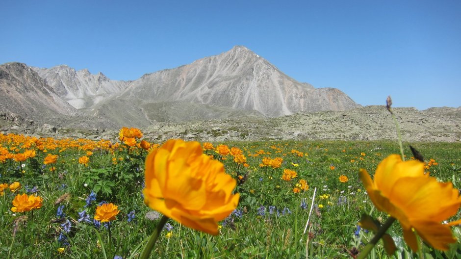 Монголия и цветок Монголии