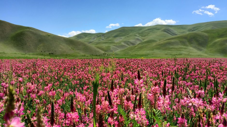 Монголии цветы