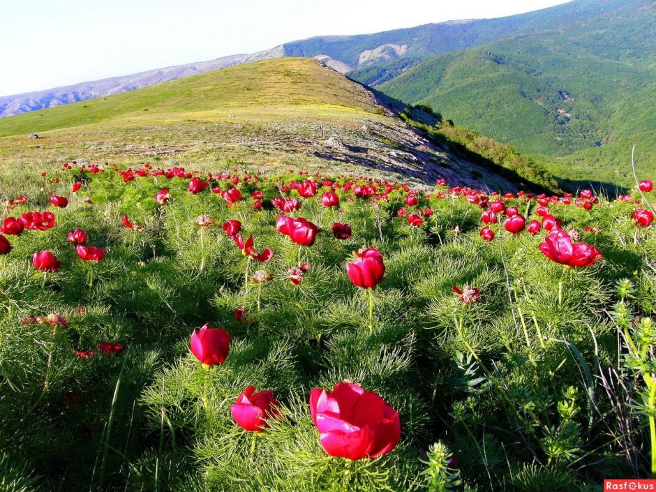 Пионы крымские горные