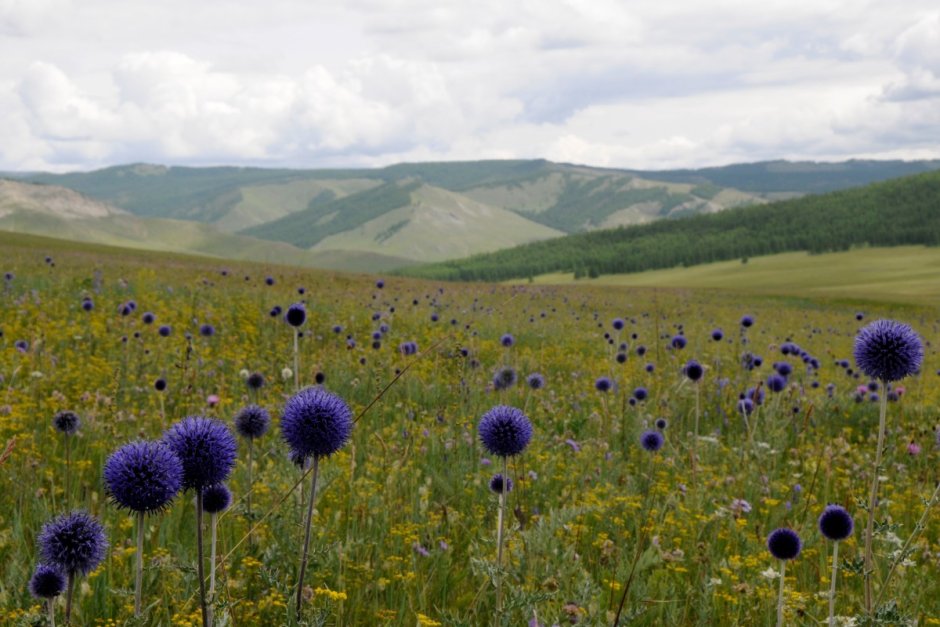 Ховда Монголия природа