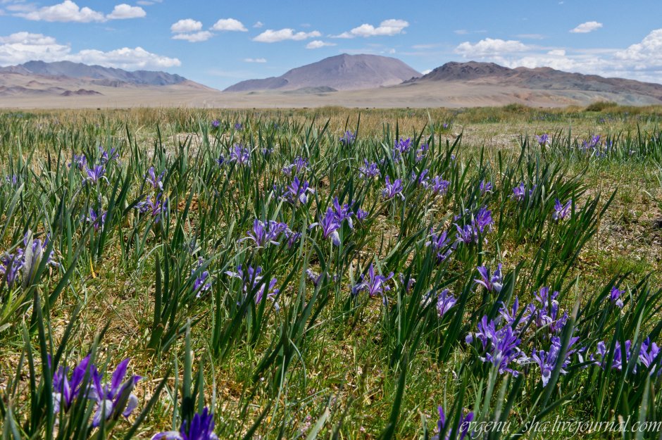 Флора Монголии