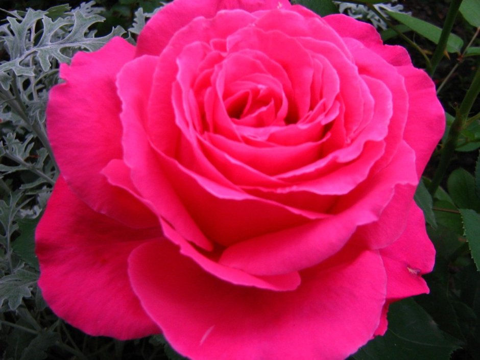 Роза venrosa