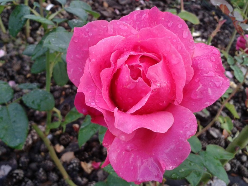 Роза venrosa