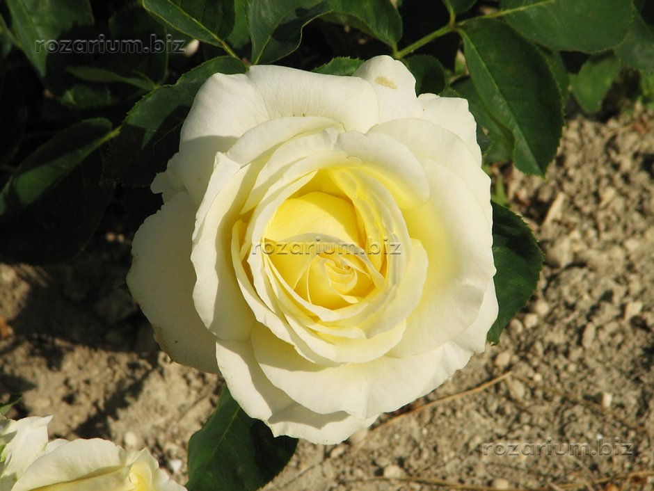 Роза чайно-гибридная venrosa