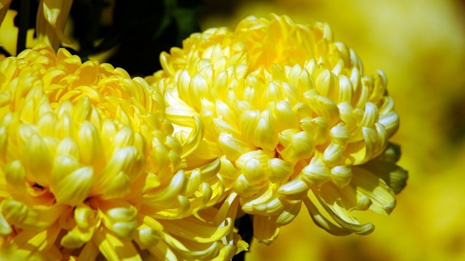 Хризантема золотое Руно