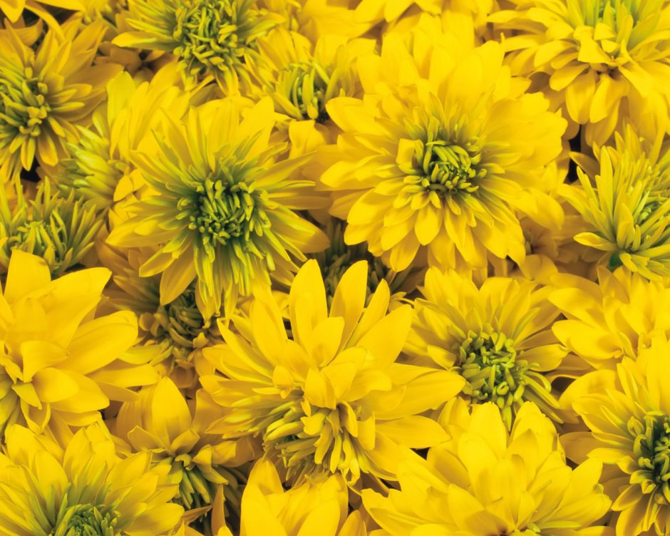 Желтые цветы с зеленой серединой