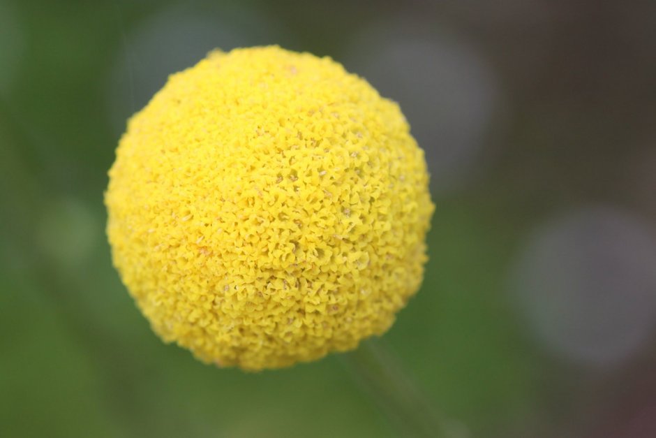 Цветы желтые шарики