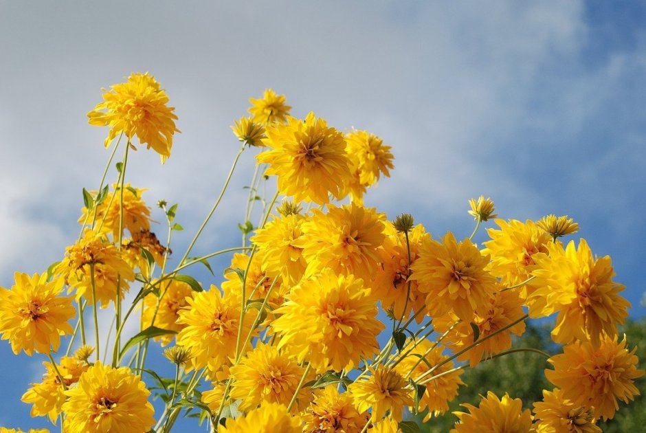 Желтые летние цветы