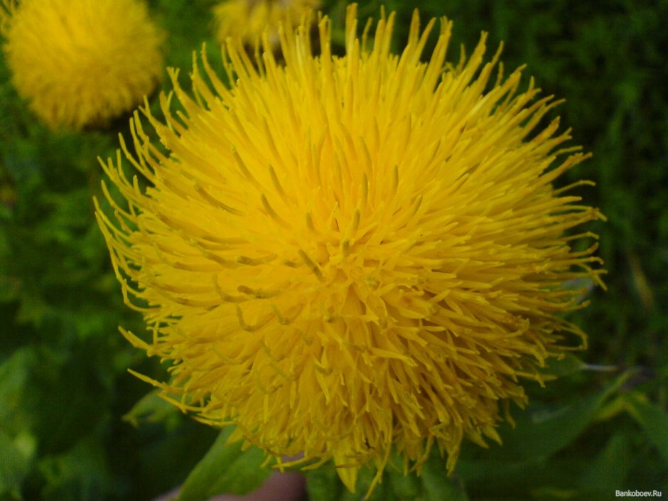 Желтые пушистые цветы