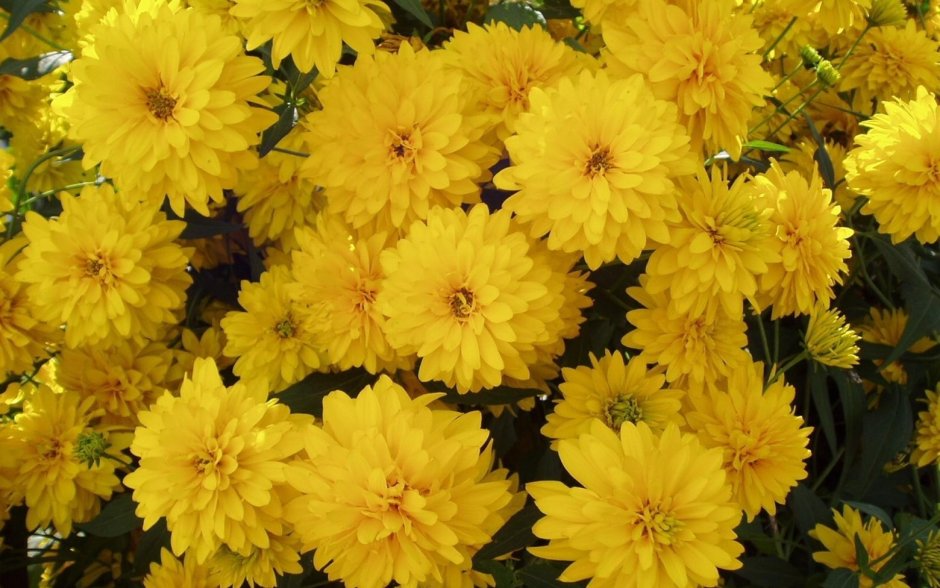 Желтые пышные цветы