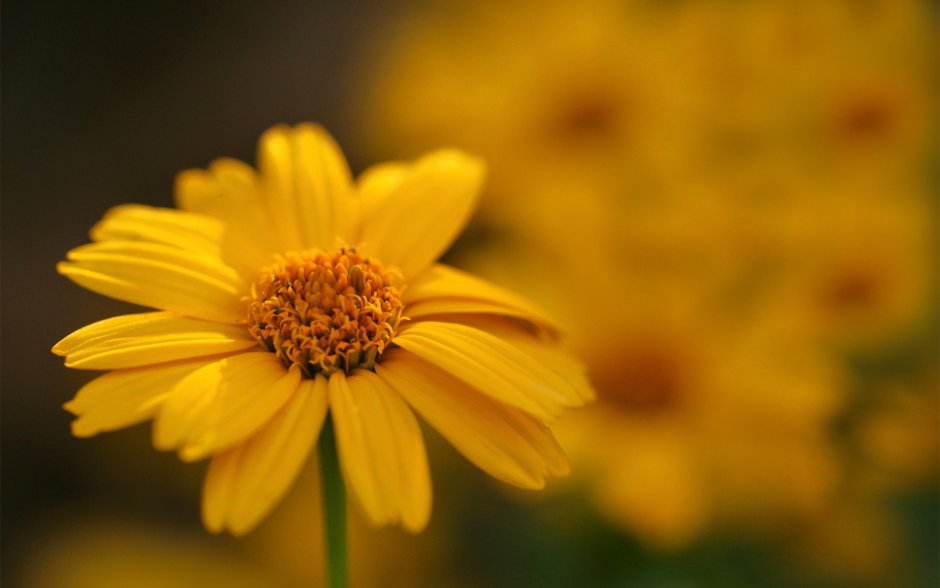Желтый цветок Макросъёмка