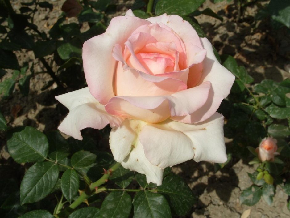 Роза Роберто цвет