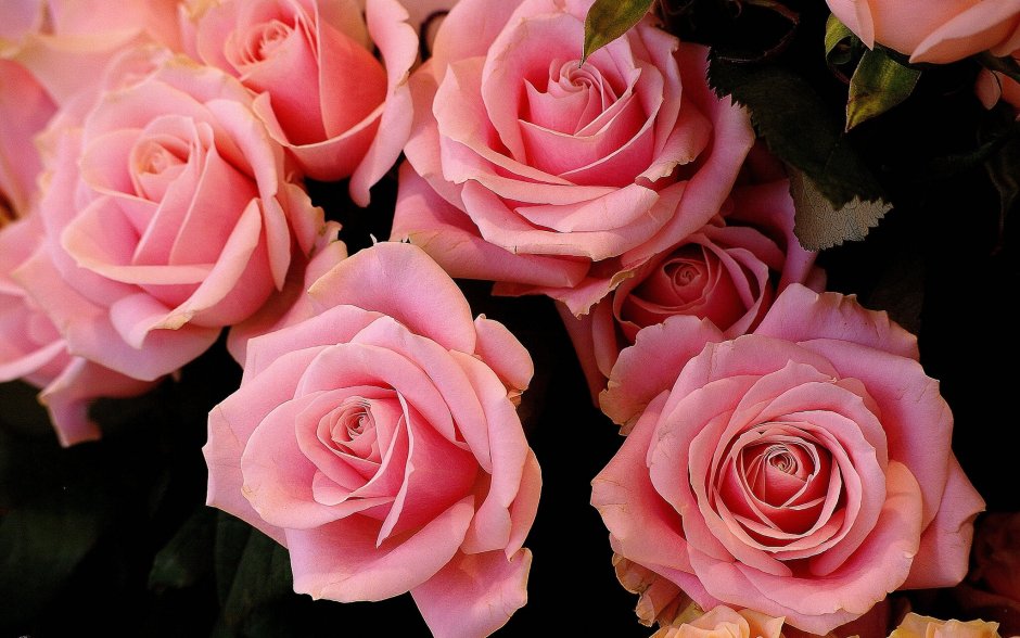 Роскошные розовые розы