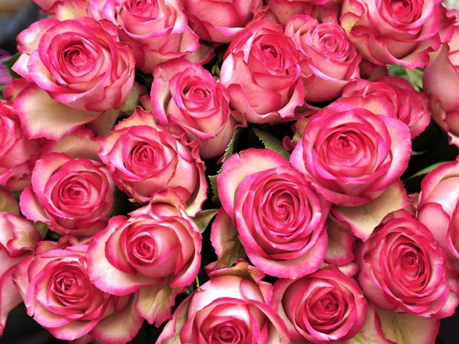Шикарные розовые розы