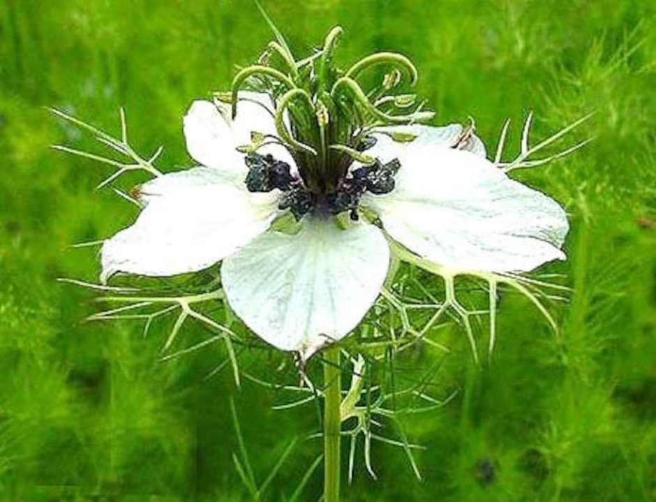 Black Seed Nigella Sativa