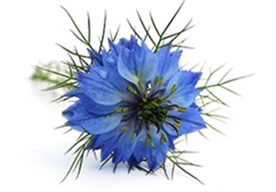 Nigella Sativa (Чернушка посевная)