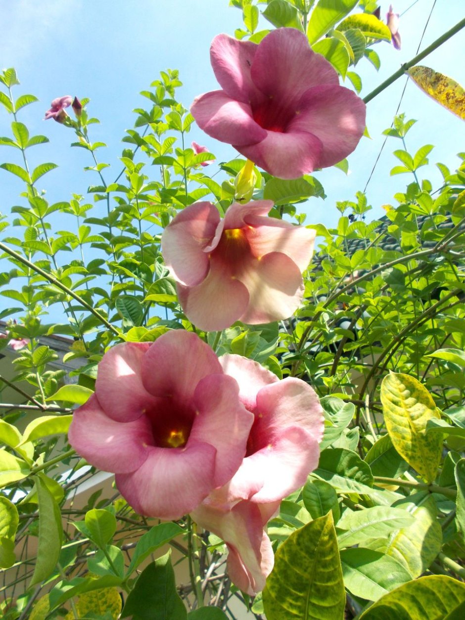Алламанда цветок