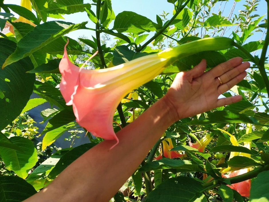 Brugmansia suaveolens