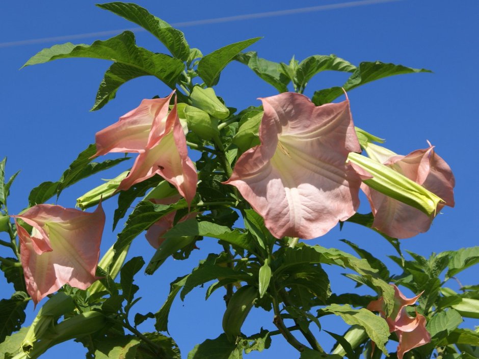 Кампсис радиканс – Trumpet Vine