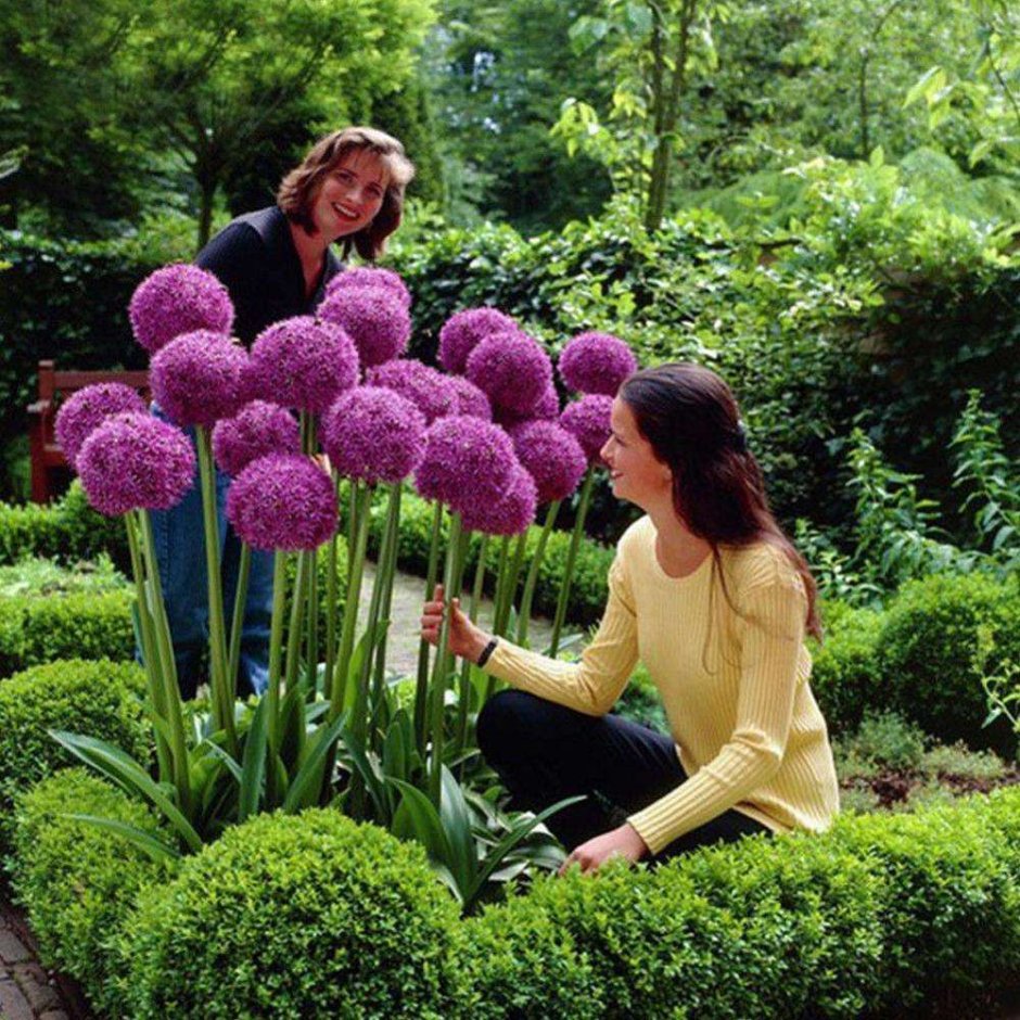 Гигантский лук (Allium giganteum