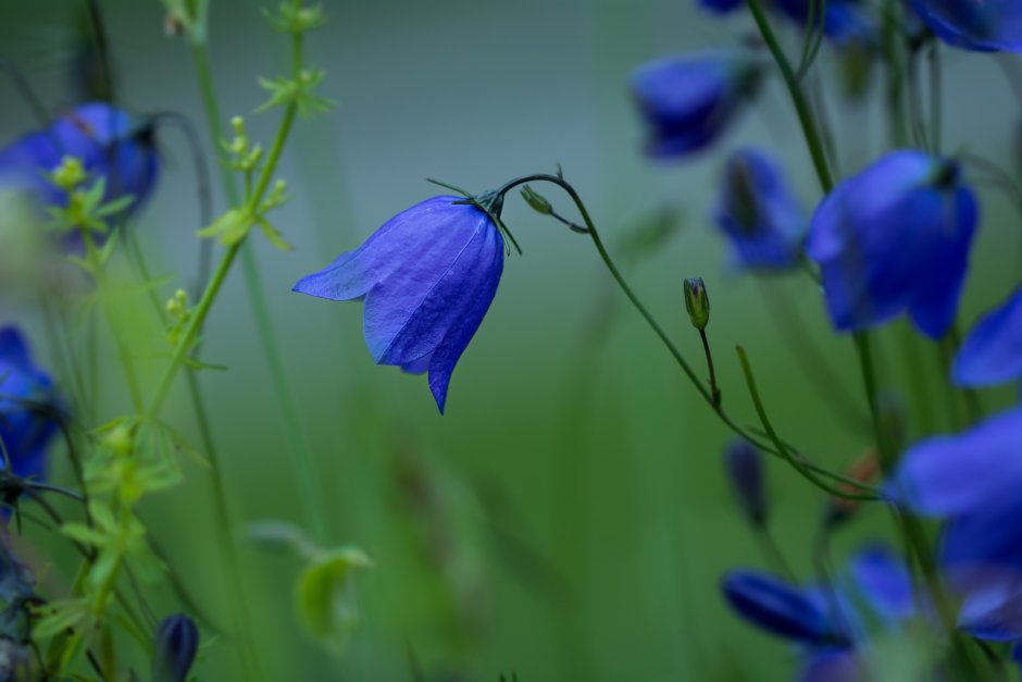 Синенькие полевые цветы