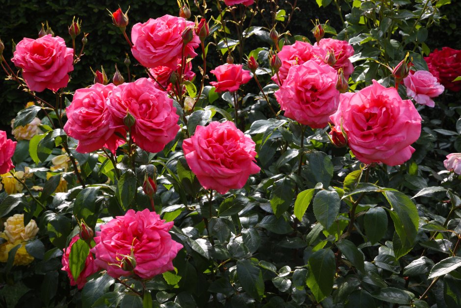 Роза чайно-гибридная куст