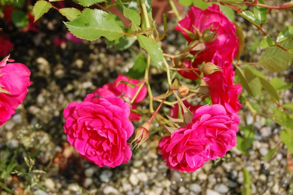 Роза Rody почвопокровная
