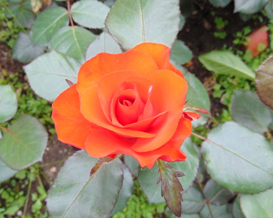 Роза Amsterdam флорибунда