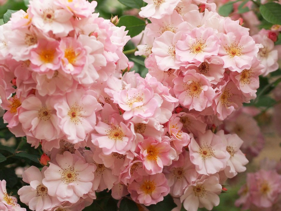 Розовые цветы Мирабелла