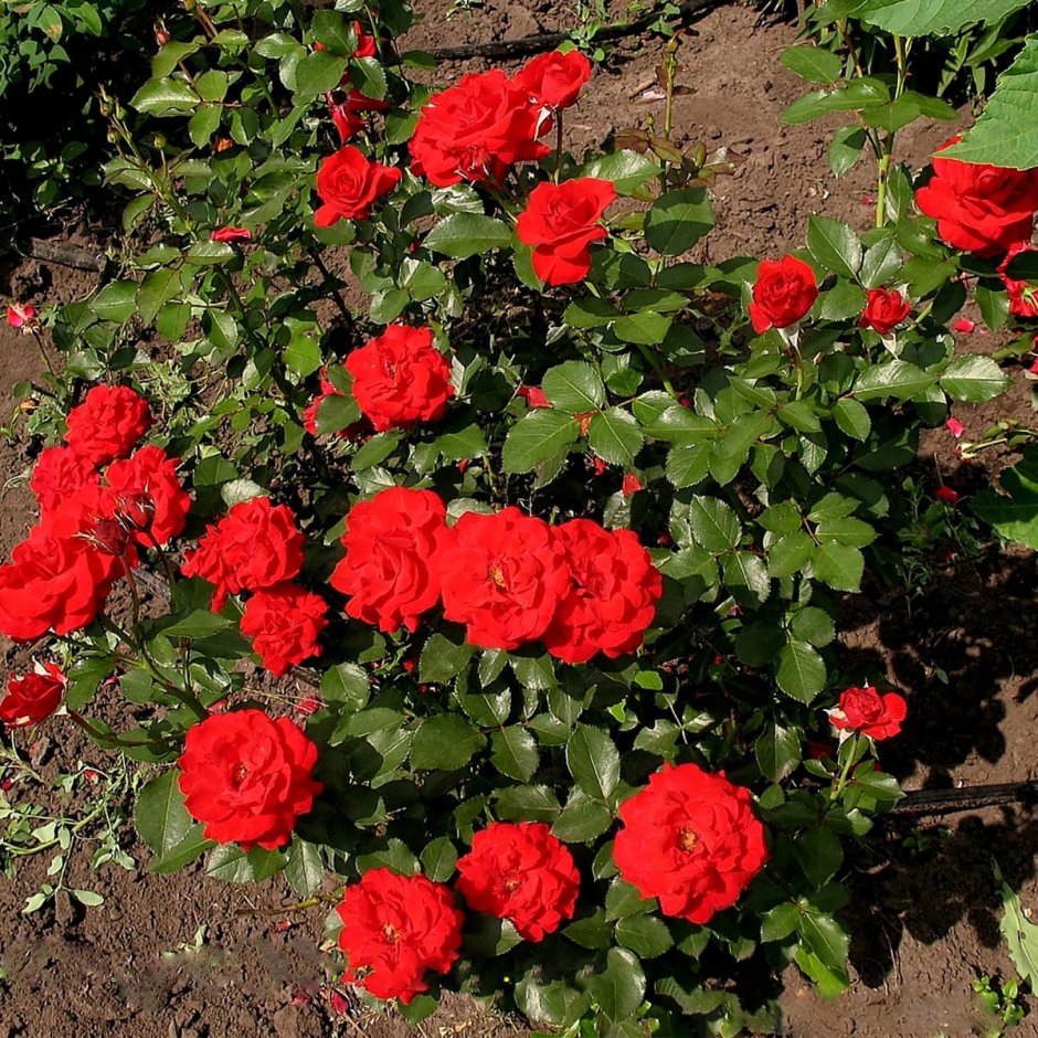 Розы флорибунда «Нина вейбу